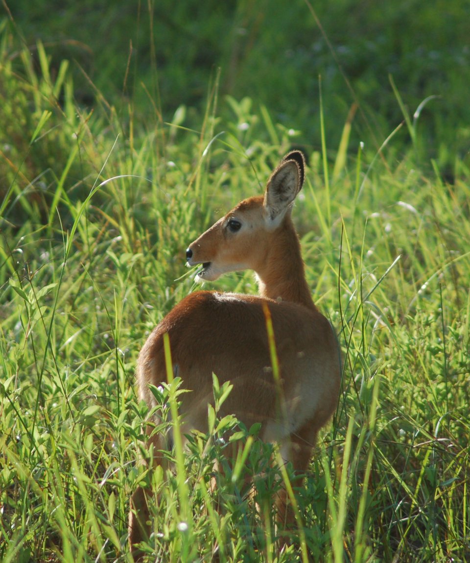 parco-south-luangwa