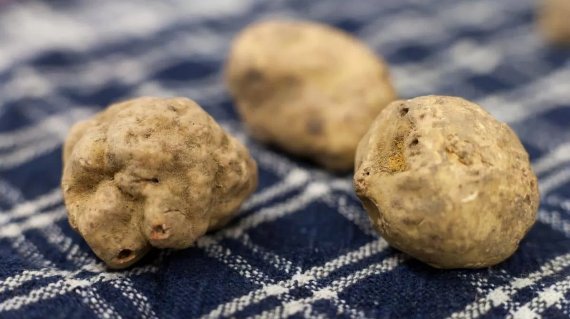 tartufo