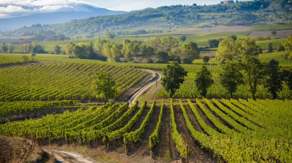 vigneti-montalcino