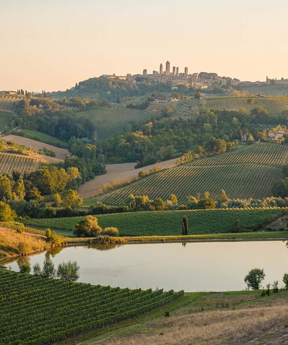 vigneti-montalcino01
